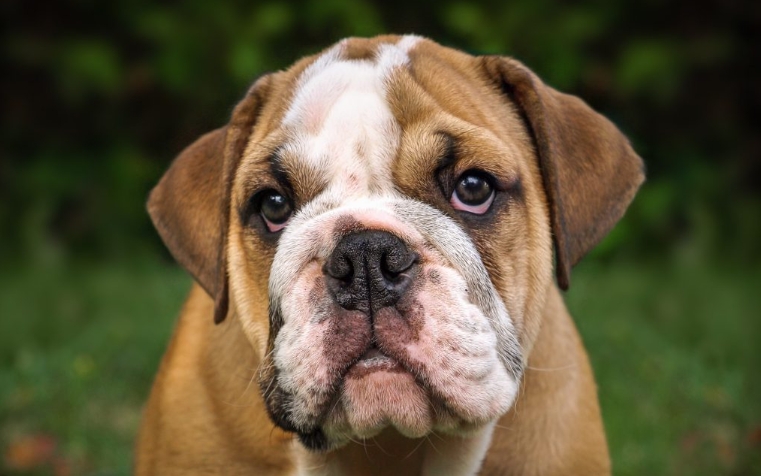 english bulldog for sale
