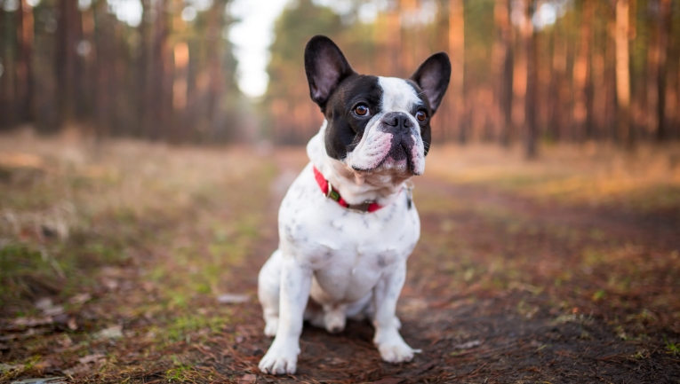 french bulldog