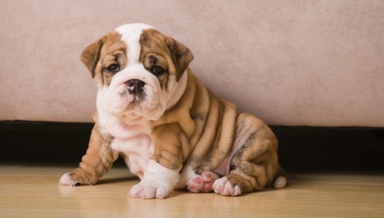 english bulldog print wall art