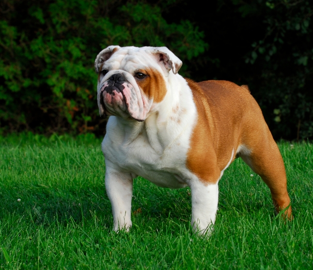 akc bulldog