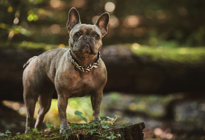 french bulldog adult