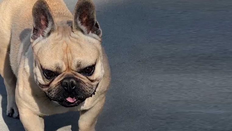 miniature french bulldog