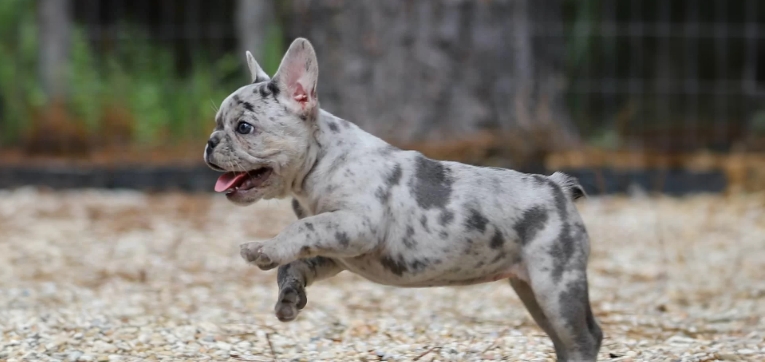 teacup french bulldog for sale