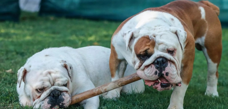 old english bulldog for sale