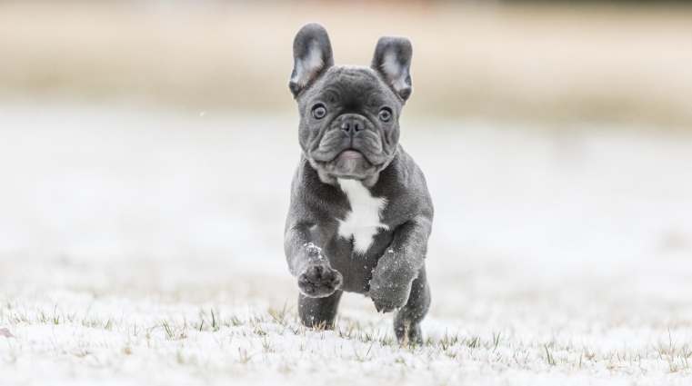 blue french bulldog