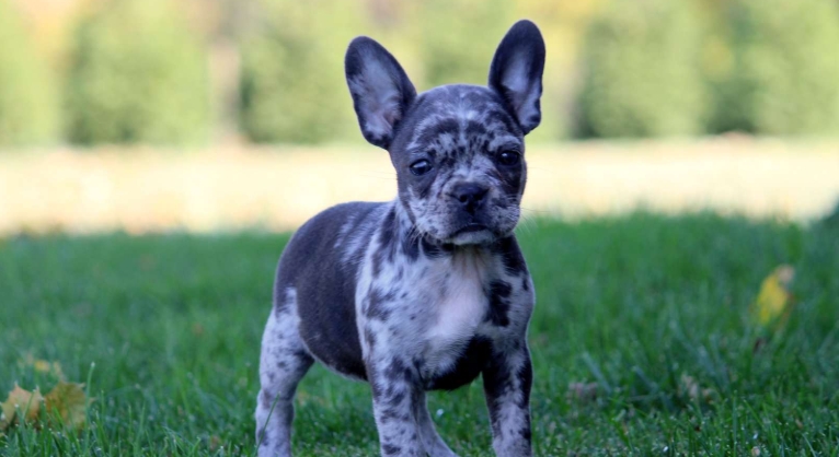 blue french bulldogs for sale
