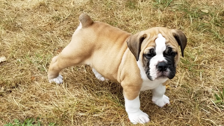 english bulldog breeders