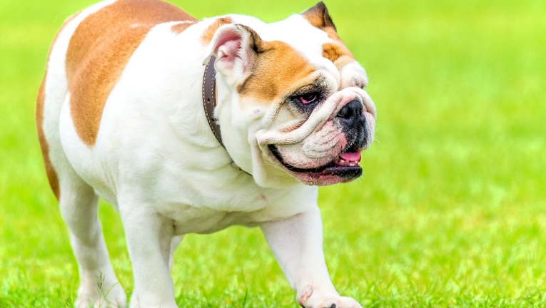 english bulldogs near me