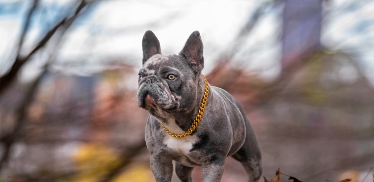 merle french bulldog for sale