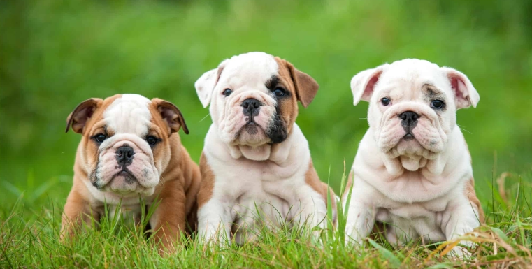 royal canin english bulldog