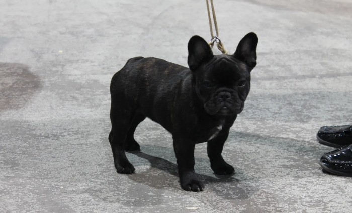 mini french bulldog for sale