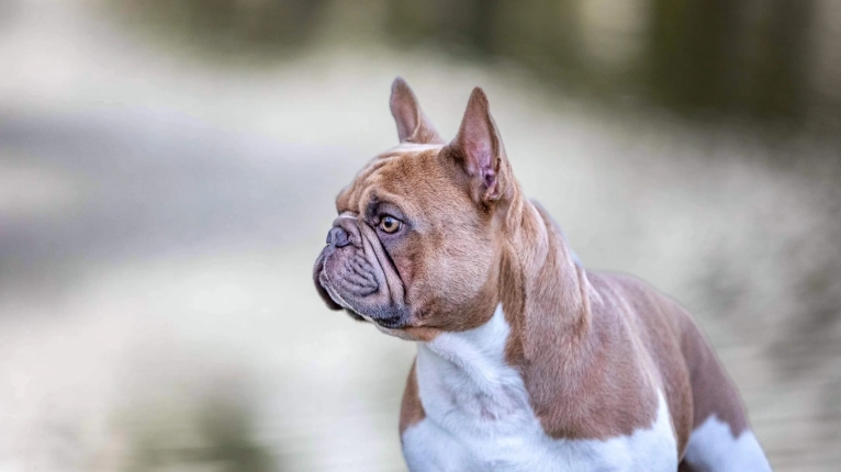 french bulldog puppies near me