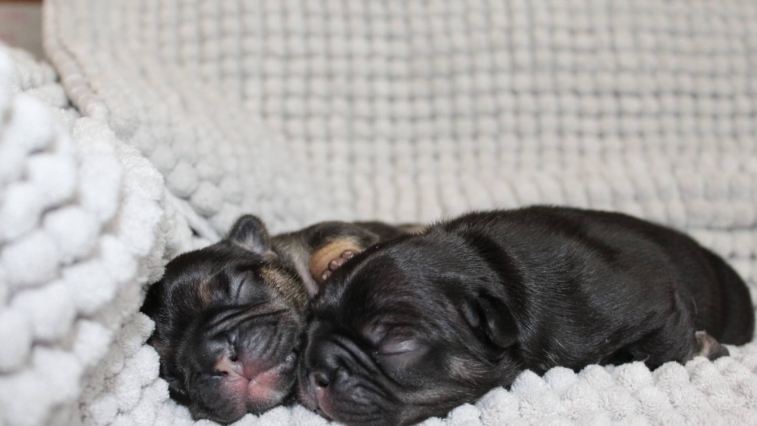 bulldog puppies for sale