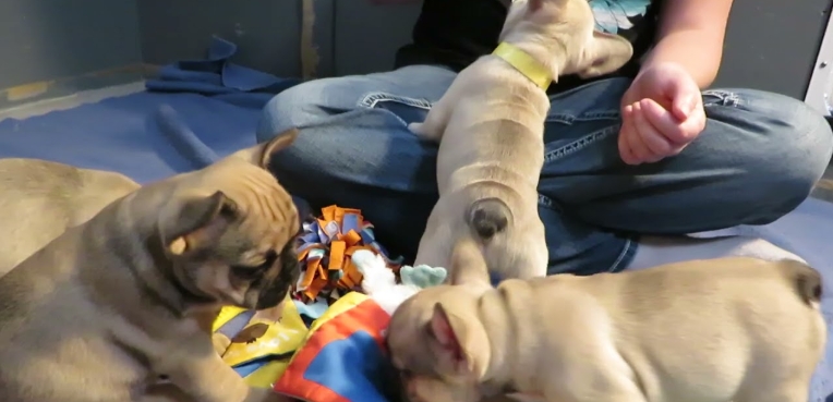 french bulldog puppies for sale