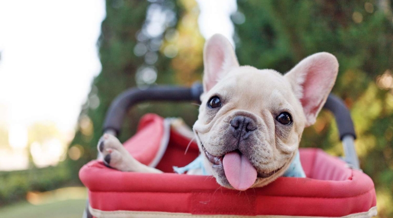 french bulldog puppies