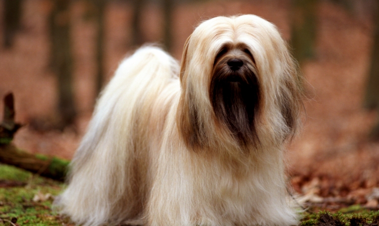 world oldest living dog