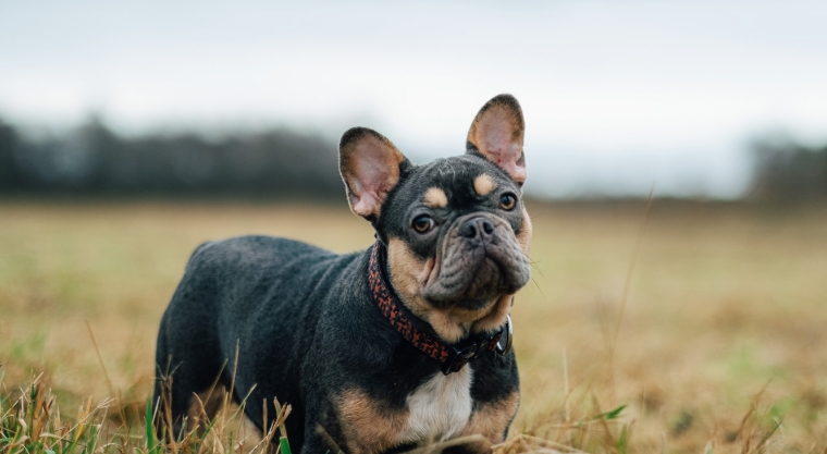 french bulldog price