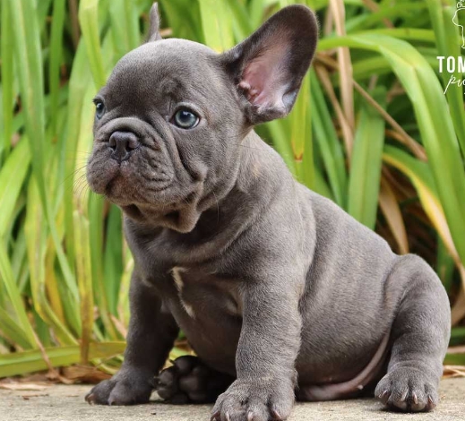 blue brindle french bulldog