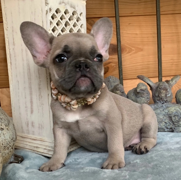 fawn french bulldog puppy