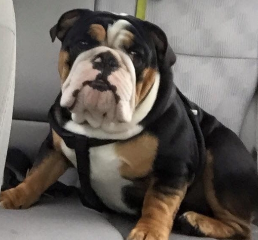 black tri english bulldog