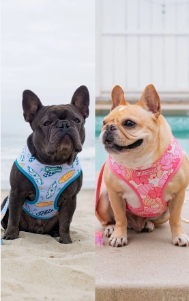 frenchiebulldog