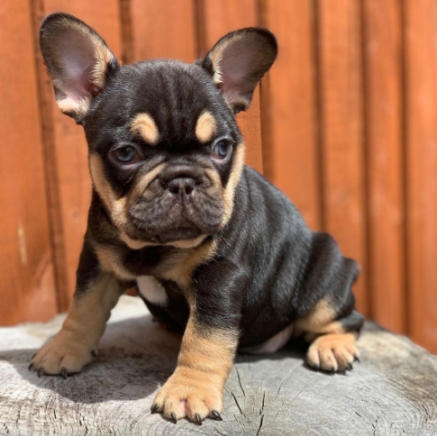 black tan french bulldog