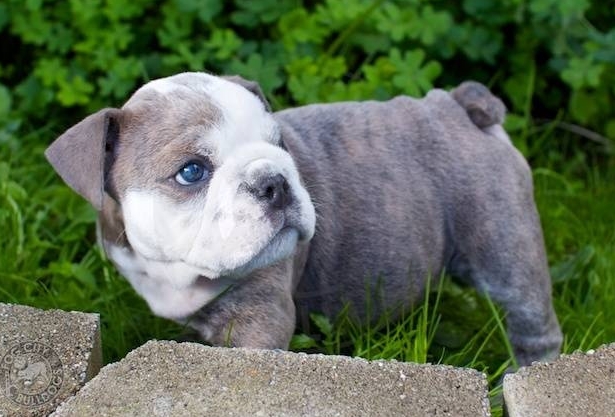 blue bull dog