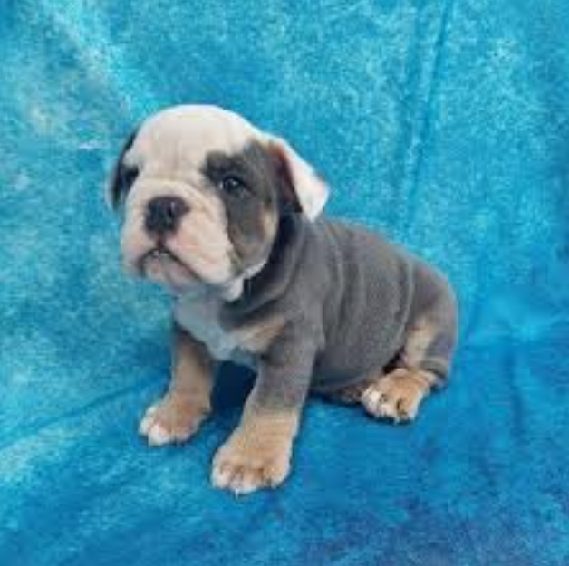 blue british bulldog