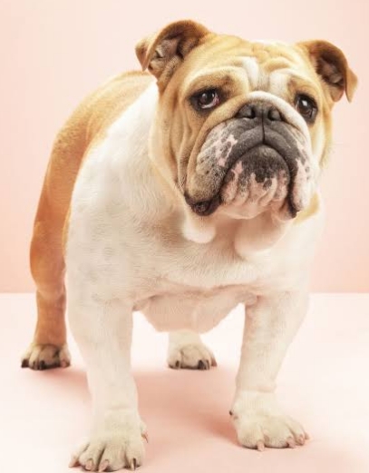 all bulldog breeds