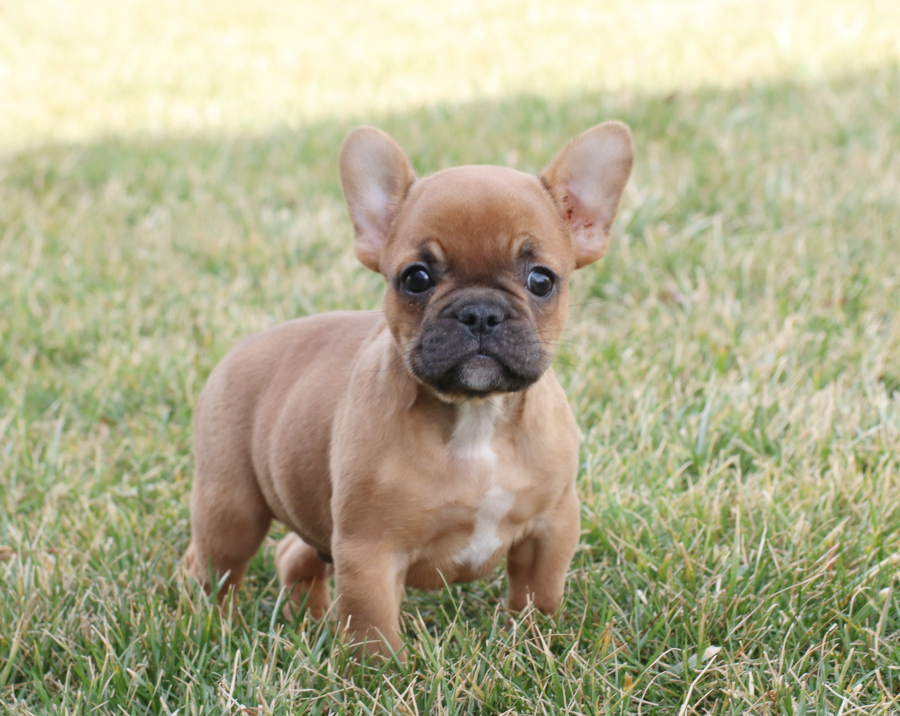 french bulldog puppies cost