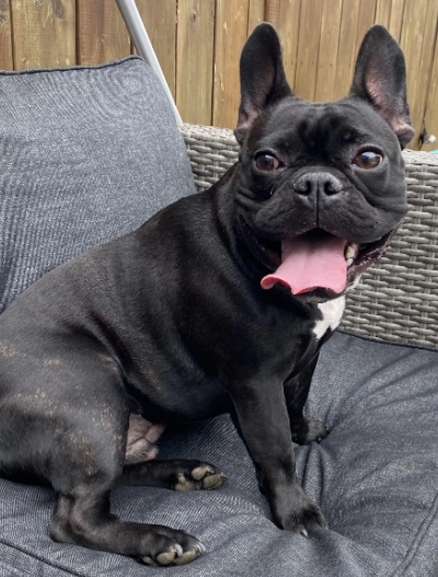 all black french bulldog