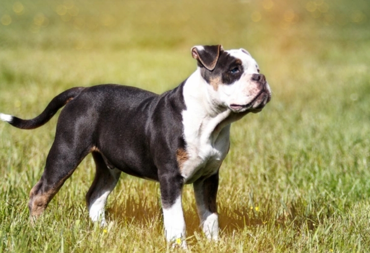 alapaha bulldog
