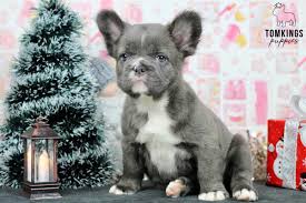 fluffy french bulldog price
