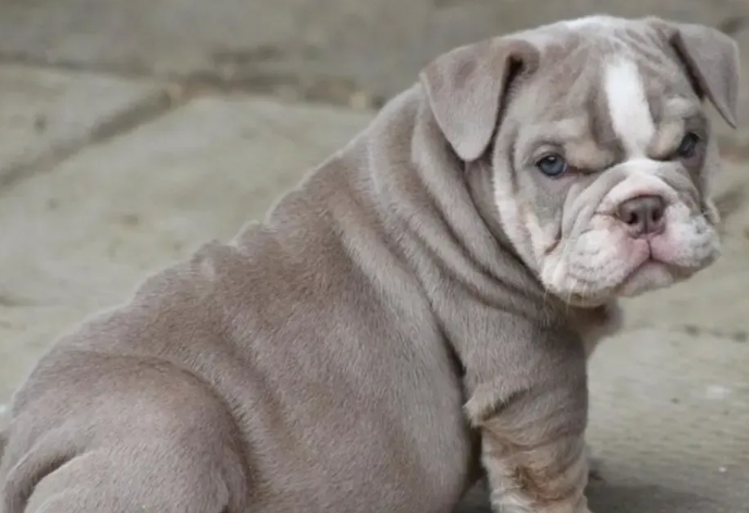 blue english bulldog