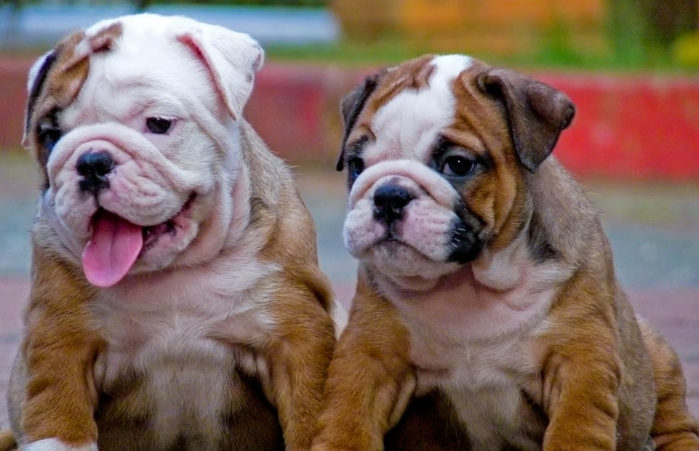 british bulldog price