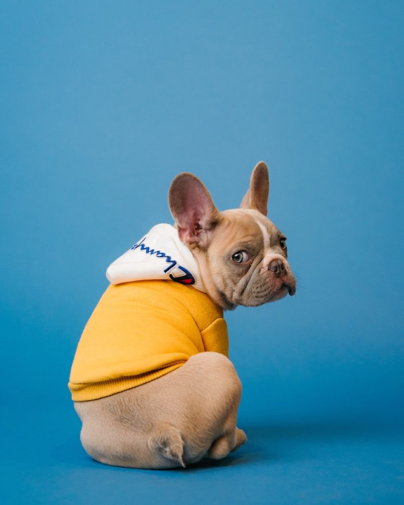 brindle french bulldog puppy