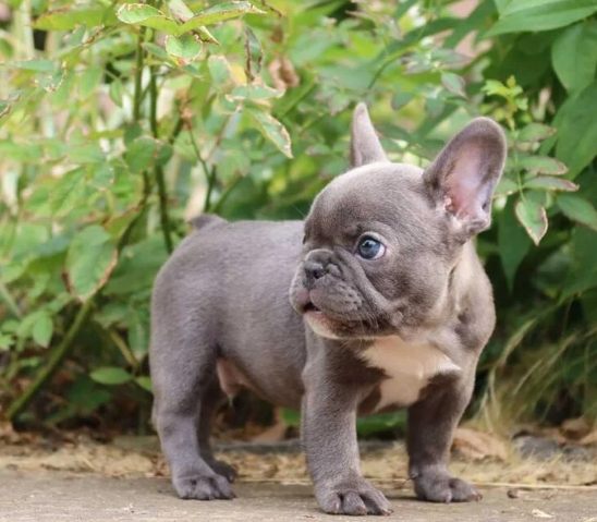 pocket french bulldog