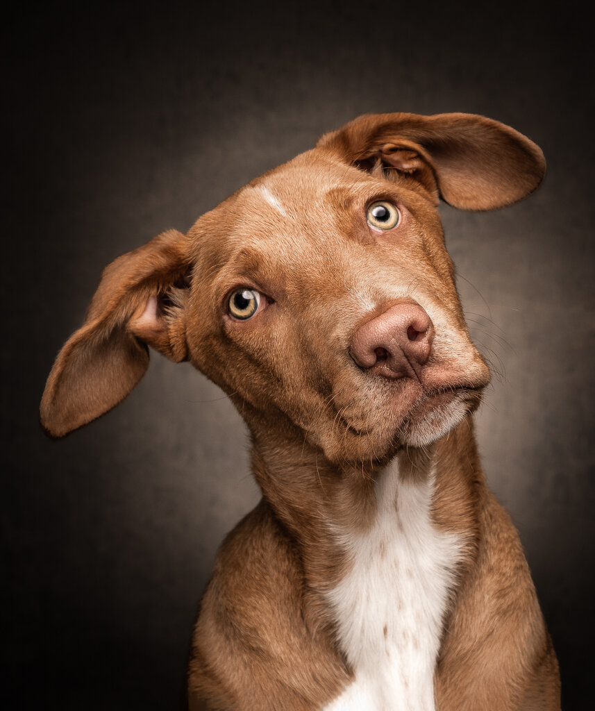 portraits of dogs from photos