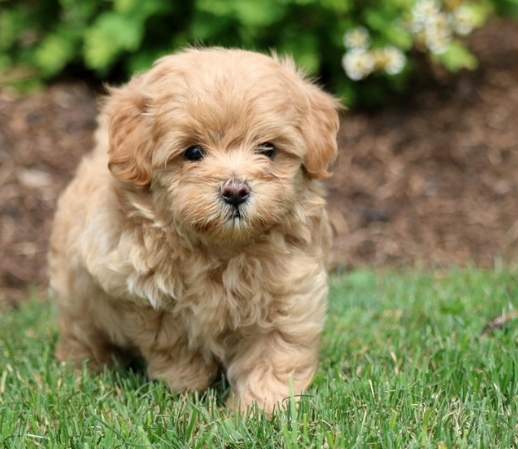 teddy bear puppies