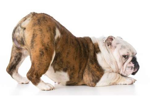 english bulldog tail