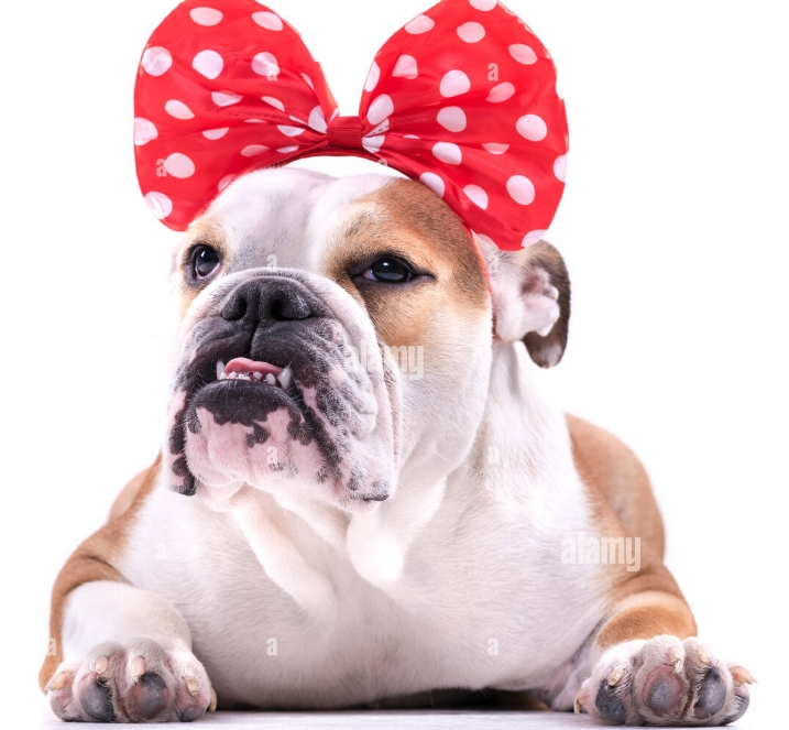 female bulldog