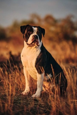 different bulldogs