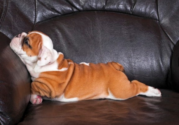 english bulldog shedding