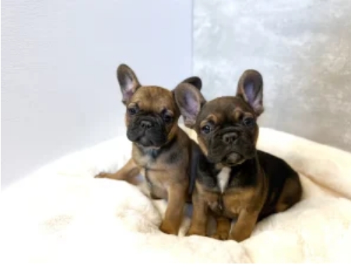 fawn sable french bulldog
