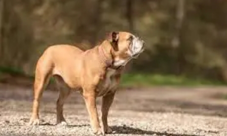 different breeds of bulldogs
