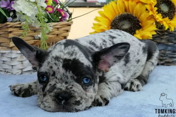 dapple french bulldog