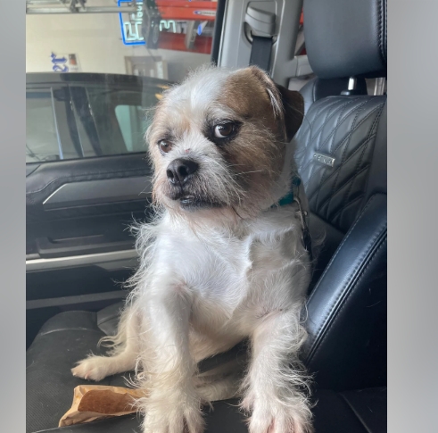 bulldog shih tzu