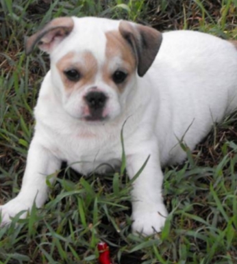 bulldog pug