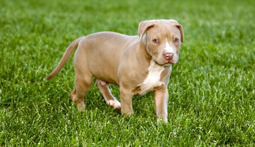 bulldog pitbull