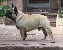 bully french bulldog